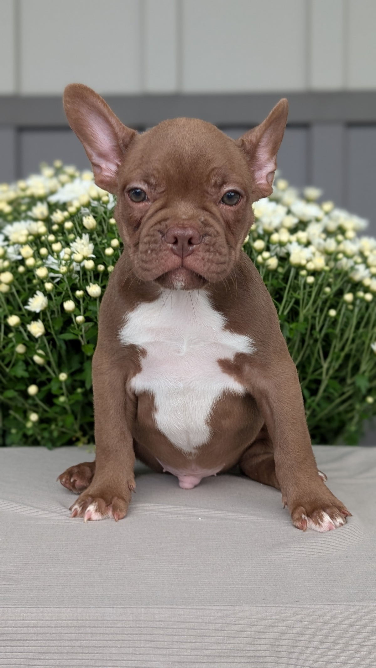 FRENCHTON (JUL 14) 2 MALES/1 FEMALE