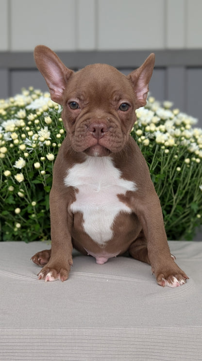FRENCHTON (JUL 14) 2 MALES/1 FEMALE