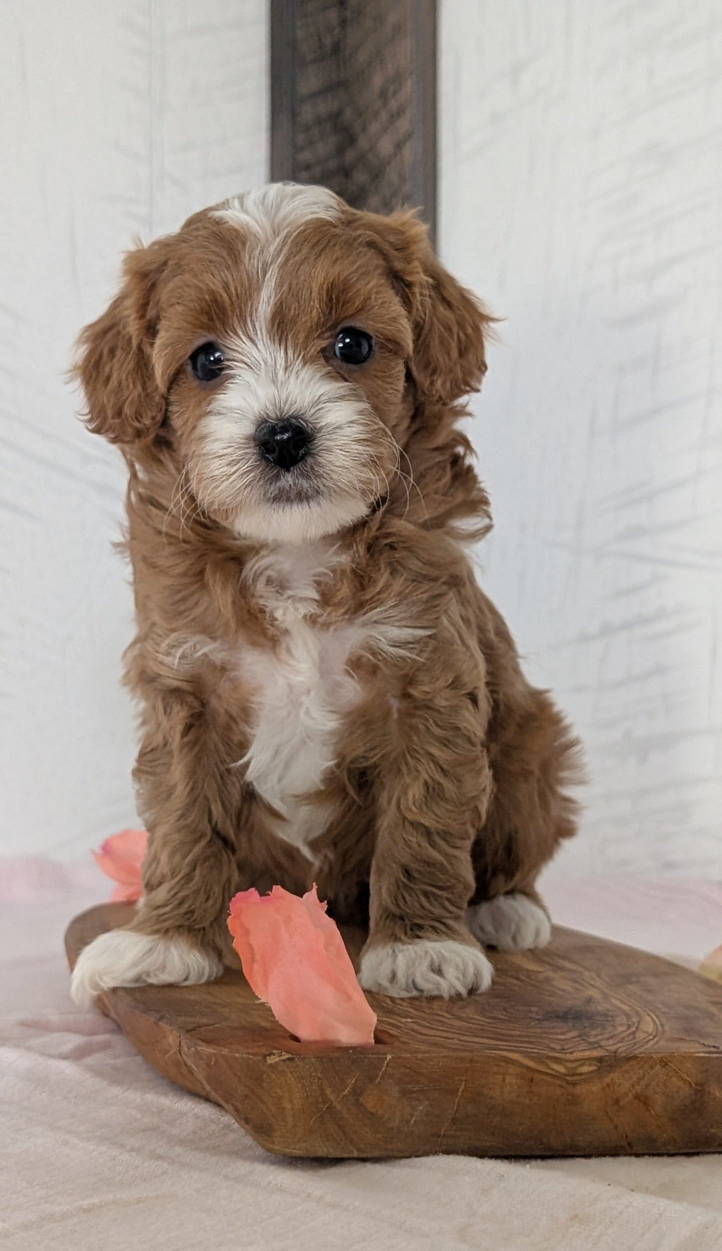 CAVAPOO (FEB 11) FEMALES