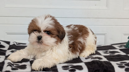 SHIH TZU (NOV 15) MALES