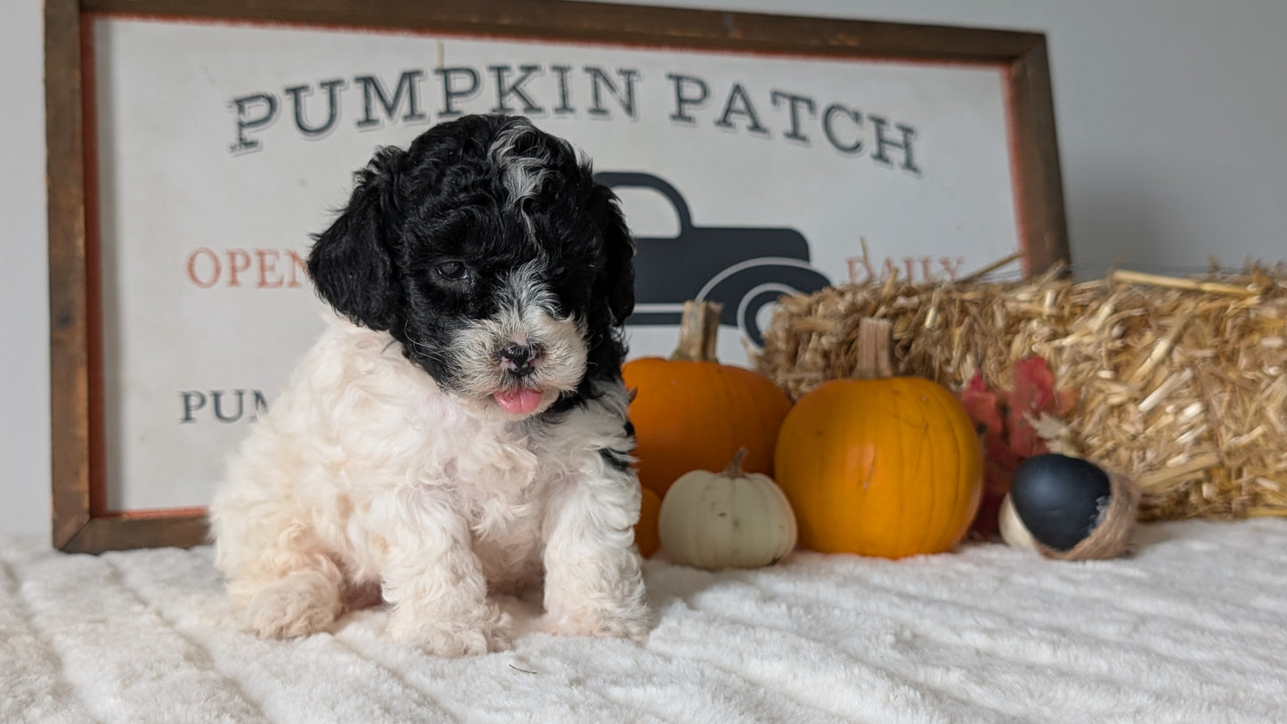 MINI POODLE (09/12) FEMALE