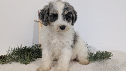 SCHNOODLE (09/20) FEMALE