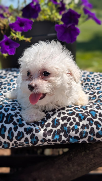 MALTESE (JUN 13) FEMALES