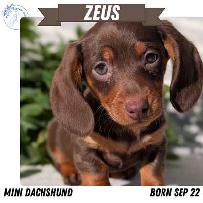 MINI DACHSHUND (09/22) MALE