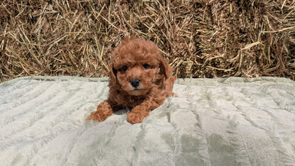MINI POODLE (03/18) FEMALE