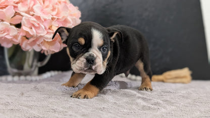 ENGLISH BULLDOG (FEB 09) MALES