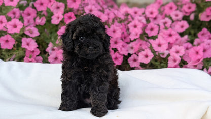 TOY POODLE (JUL 27) 1 MALE