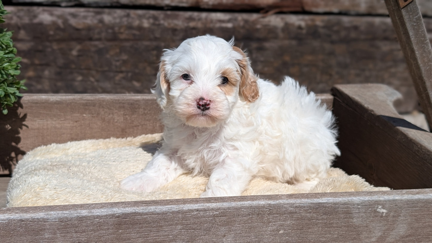 COCKAPOO (MAY 13) MALES