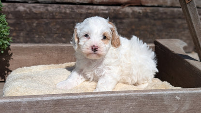 COCKAPOO (MAY 13) MALES