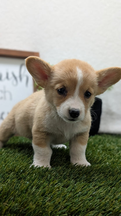 CORGI (07/10) FEMALE