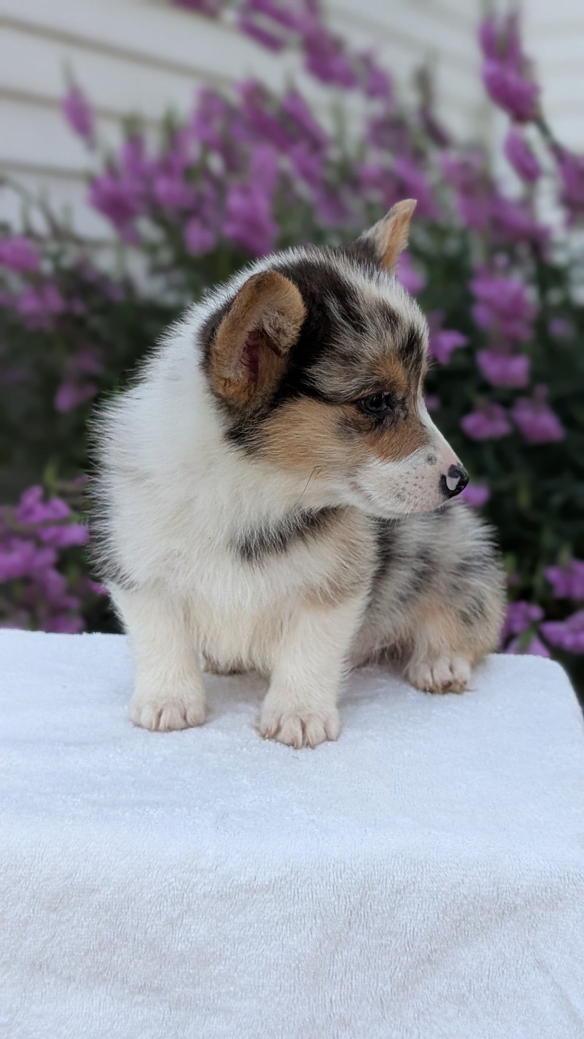 CORGI (JUN 22) MALES