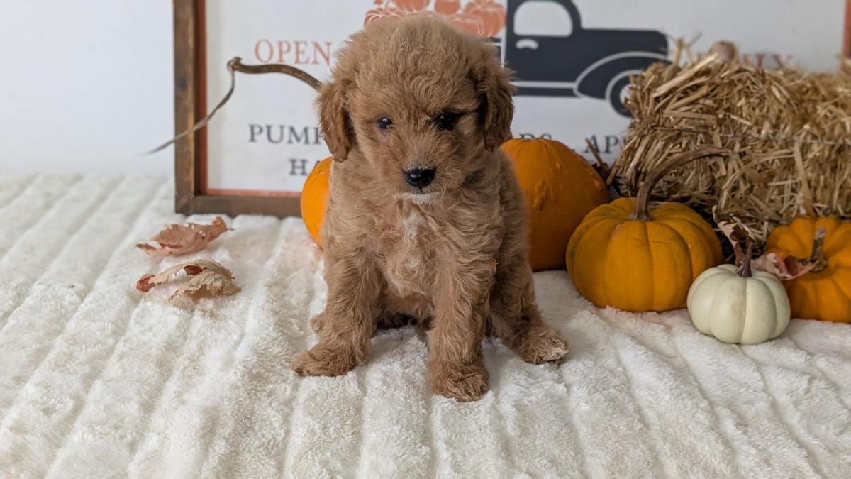 MINI GOLDENDOODLE (AUG 13) 6 MALES/3 FEMALES