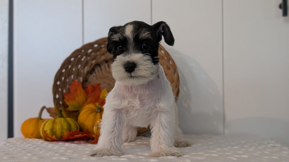 MINI SCHNAUZER (AUG 27) 4 FEMALES/1 MALE