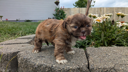 SHIH TZU (06/23) FEMALE