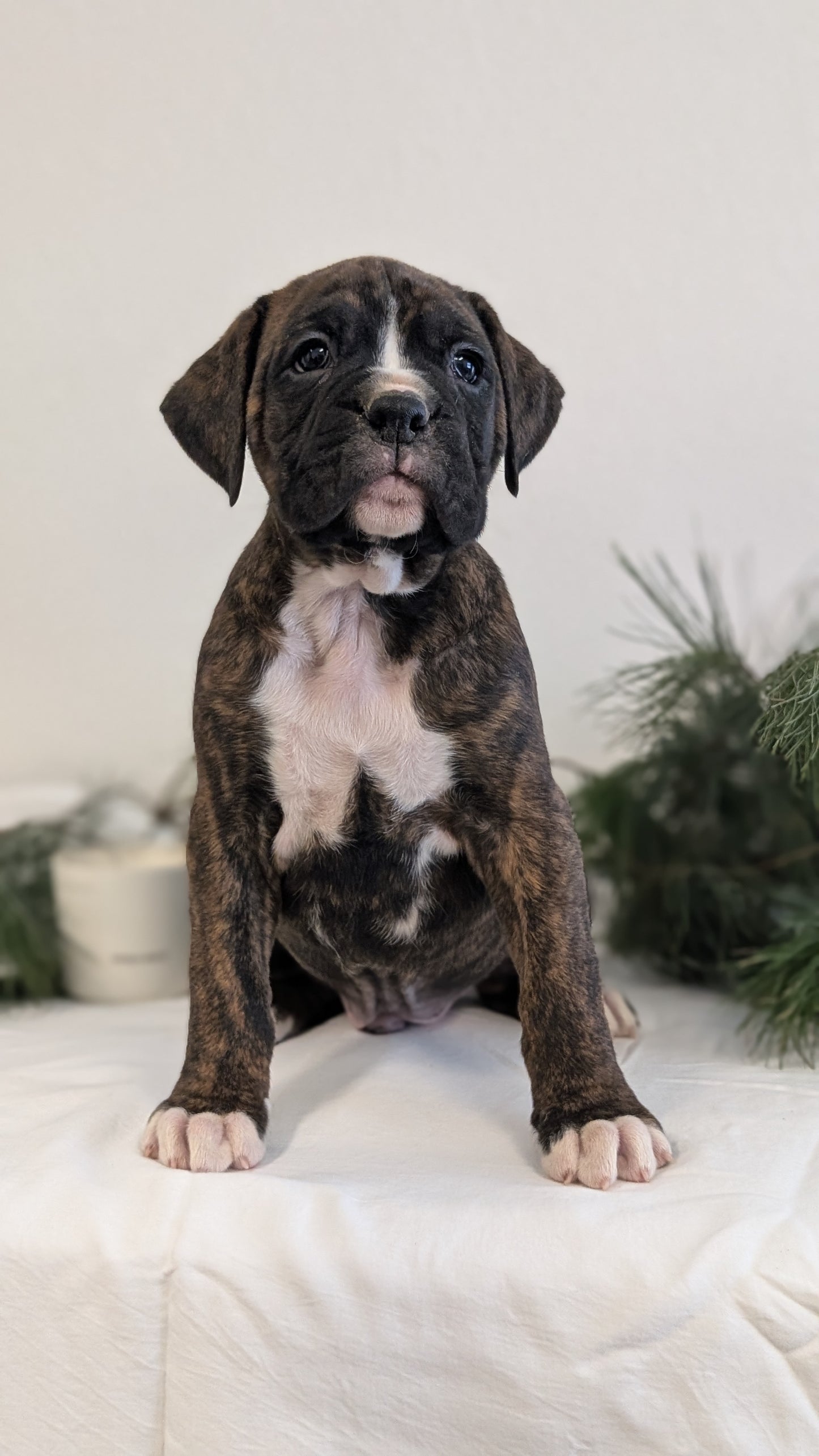 BOXER (DEC 04) MALES