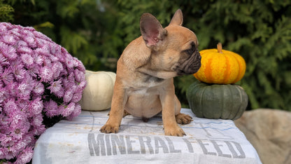 FRENCH BULLDOG (07/15) MALE