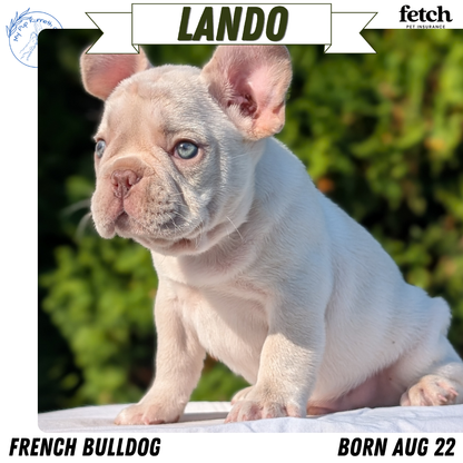 FRENCH BULLDOG (AUG 22) 3 MALES/1 FEMALE