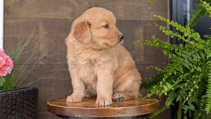 GOLDEN RETRIEVER (MAR 27) FEMALES