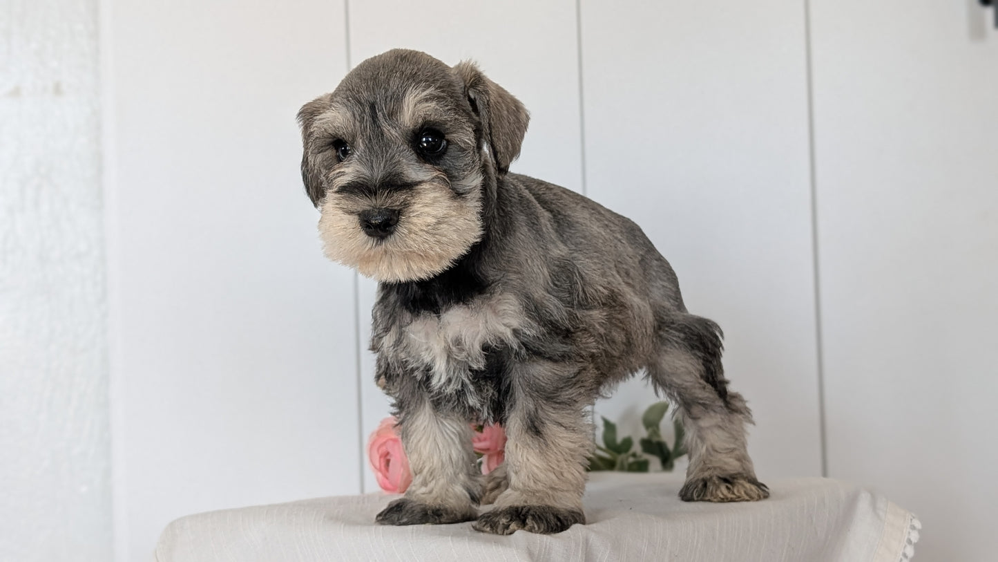 MINI SCHNAUZER (JAN 14) MALES