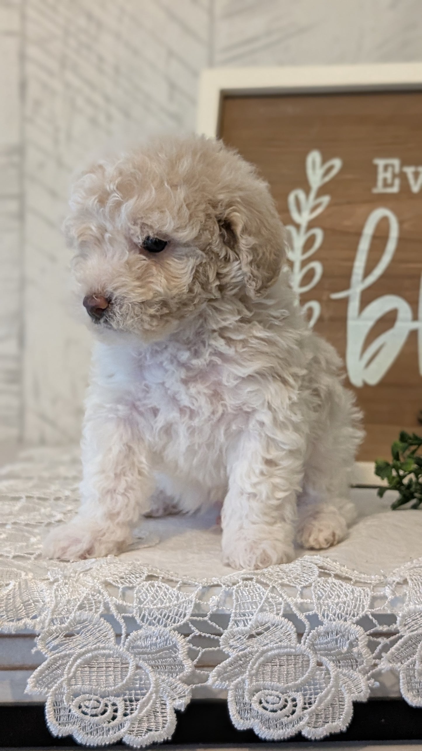 MALTIPOO (APR 05) MALES