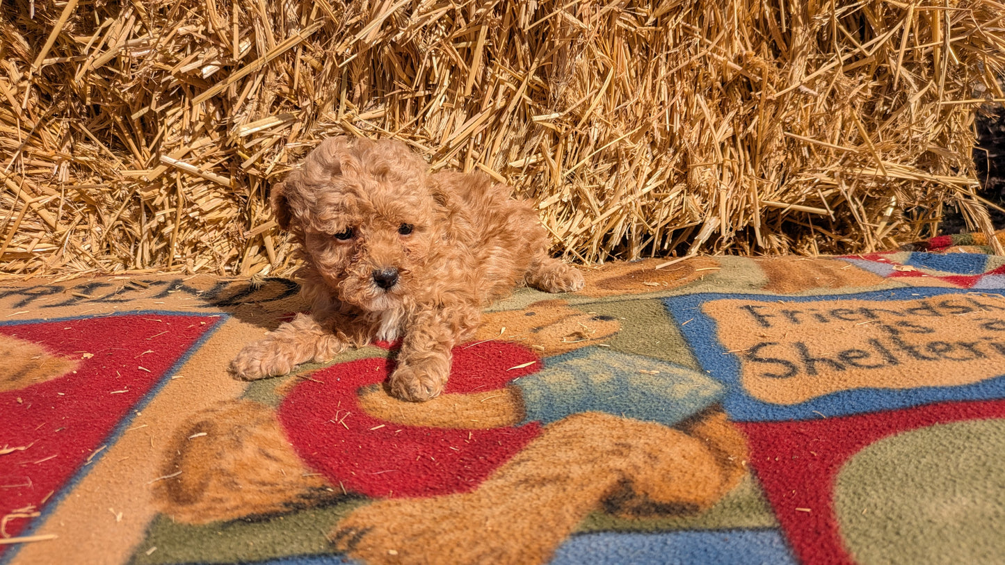 TOY POODLE (02/01) FEMALE