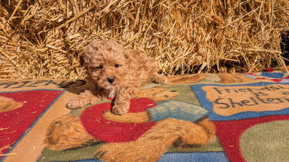 TOY POODLE (02/01) FEMALE