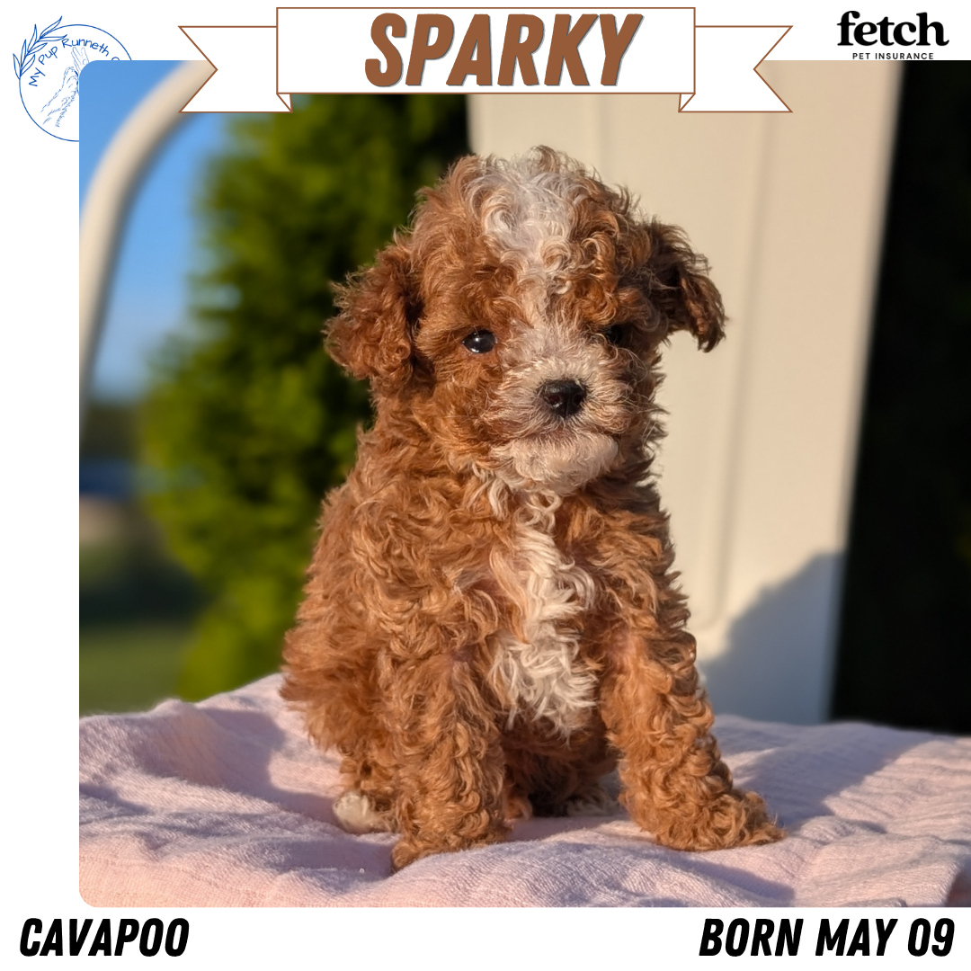 CAVAPOO (MAY 09) MALES
