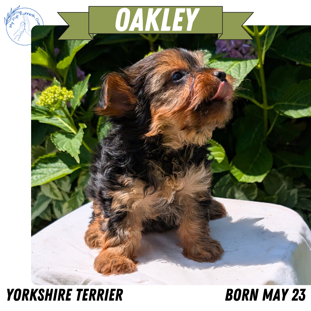 YORKSHIRE TERRIER (05/23) FEMALE