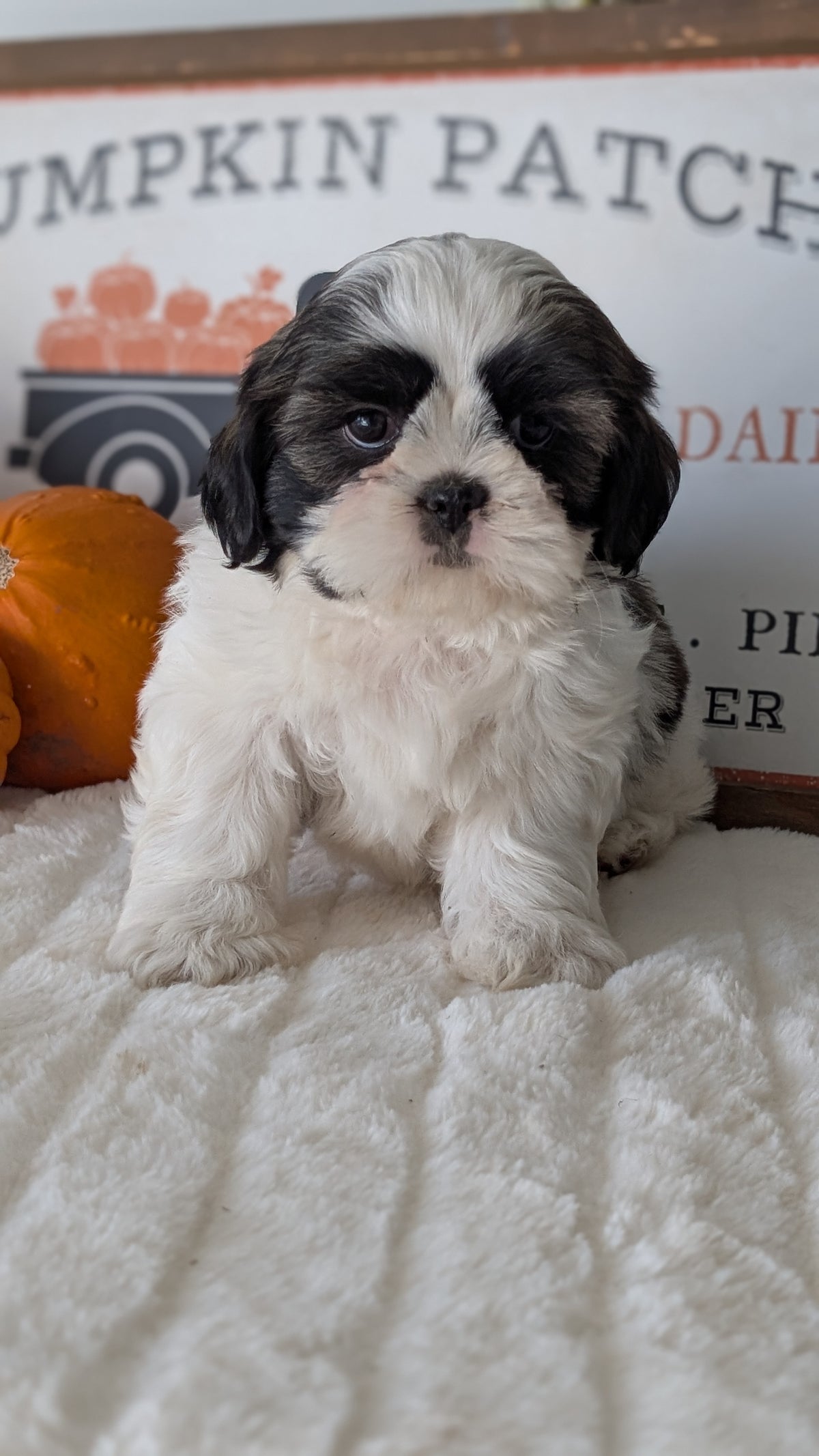 SHIH TZU (AUG 17) 2 FEMALES/3 MALES