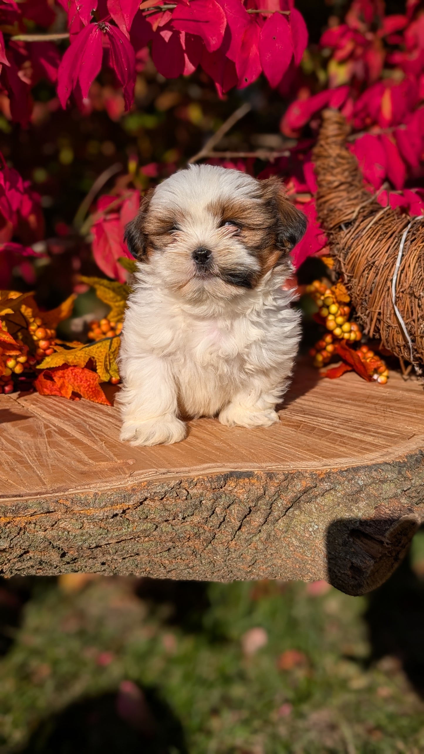 SHIH TZU (09/03) MALE