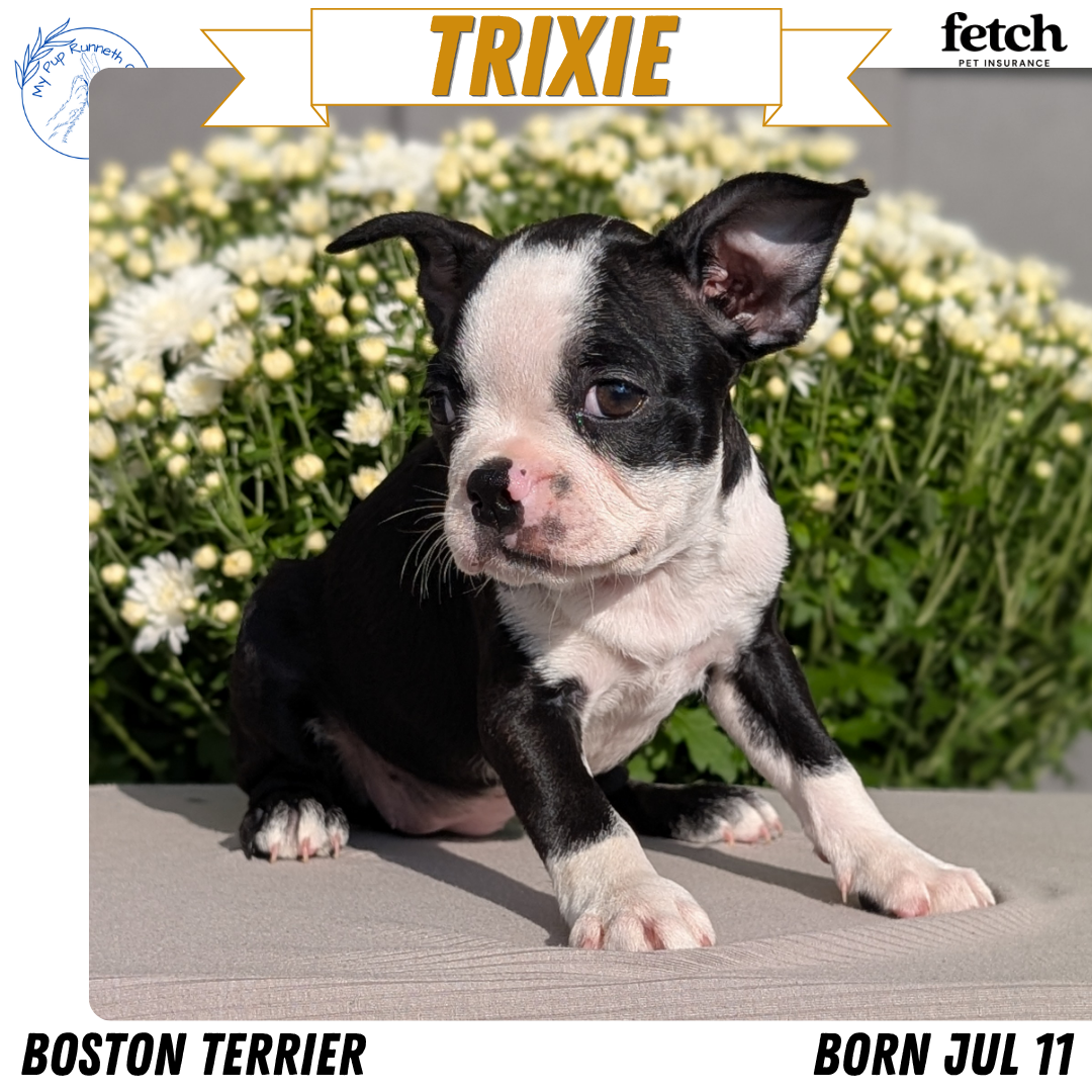 BOSTON TERRIER (JUL 11) 4 FEMALES/4 MALES