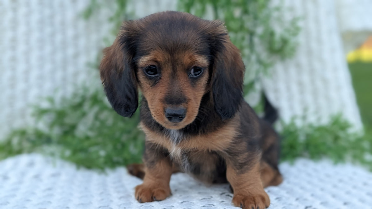 MINI DACHSHUNDS (JUL 05) 2 MALES/2 FEMALES