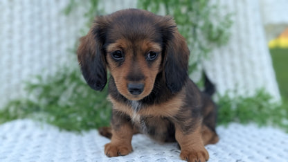 MINI DACHSHUNDS (JUL 05) 2 MALES/2 FEMALES