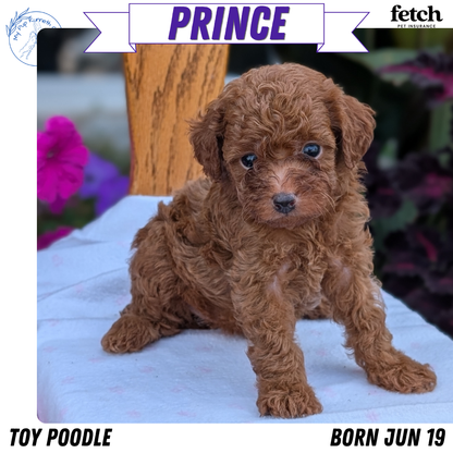 TOY POODLE (JUN 17) MALES