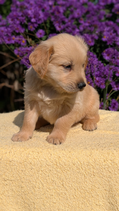 GOLDEN RETRIEVER (08/14) MALE