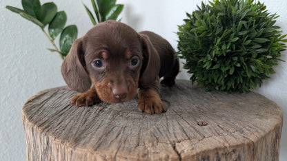 MINI DACHSHUND (09/22) FEMALE