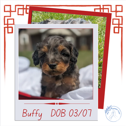 CAVAPOO (03/07) FEMALE