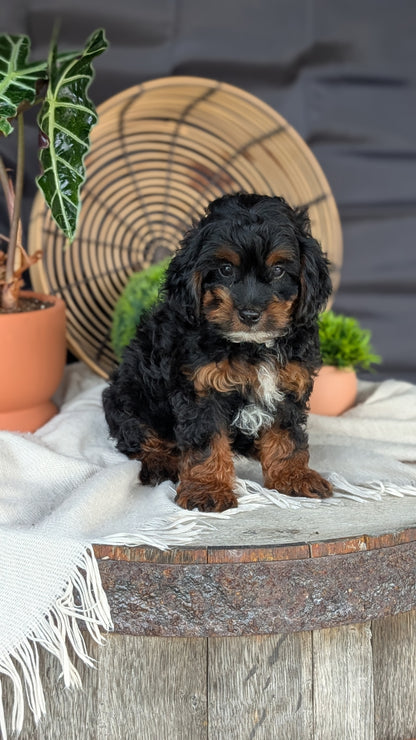 COCKAPOO (MAY 22) FEMALES