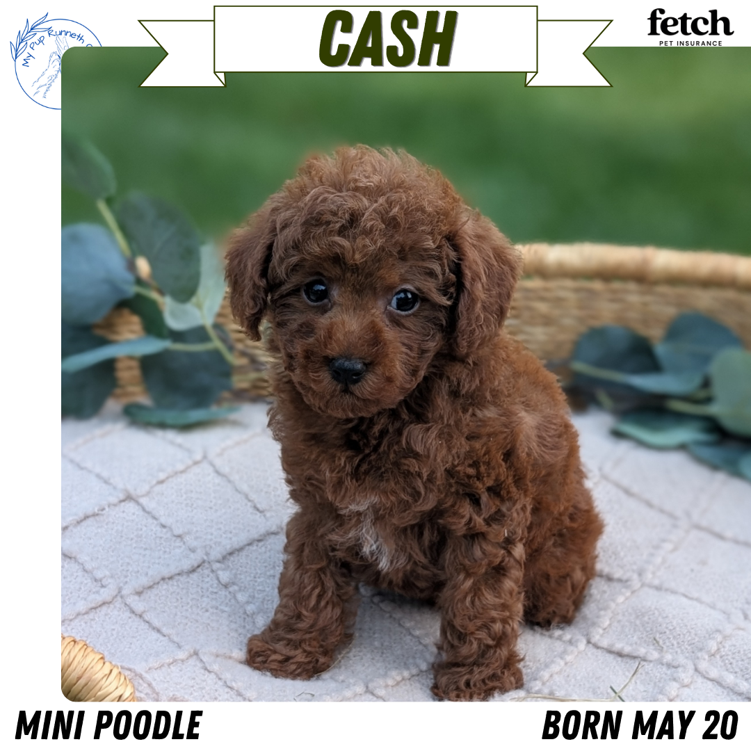 MINI POODLE (MAY 20) MALES