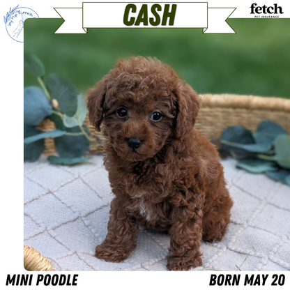 MINI POODLE (MAY 20) MALES