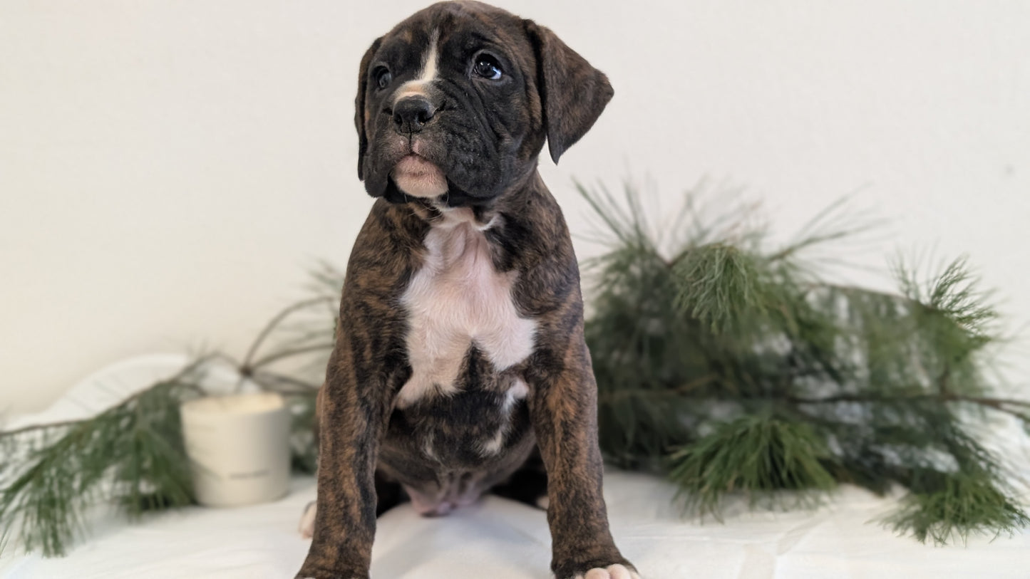 BOXER (DEC 04) MALES