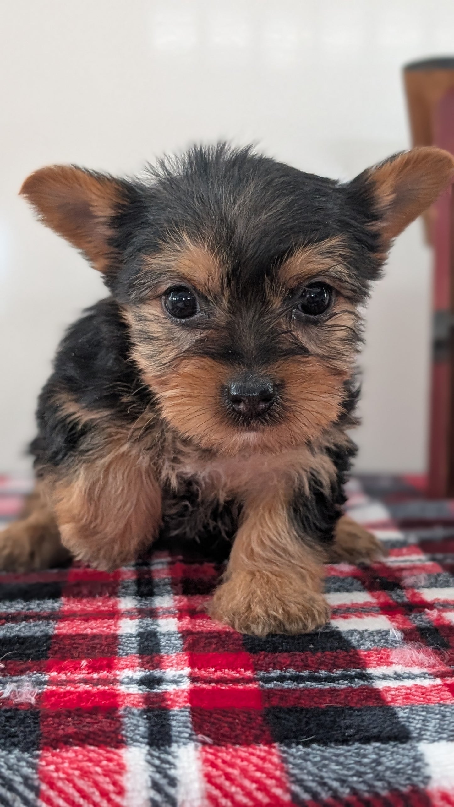 YORKSHIRE TERRIER (DEC 20) FEMALES