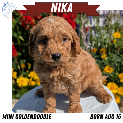 MINI GOLDENDOODLE (08/15) FEMALE