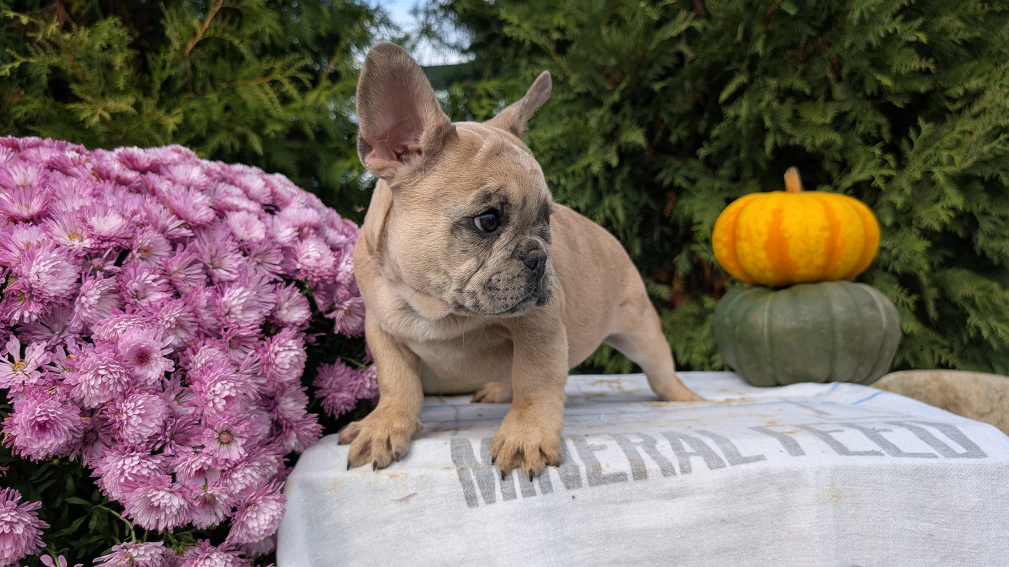 FRENCH BULLDOG (07/15) MALE