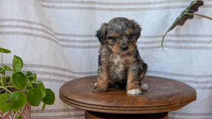 CAVAPOO (MAY 23) FEMALES