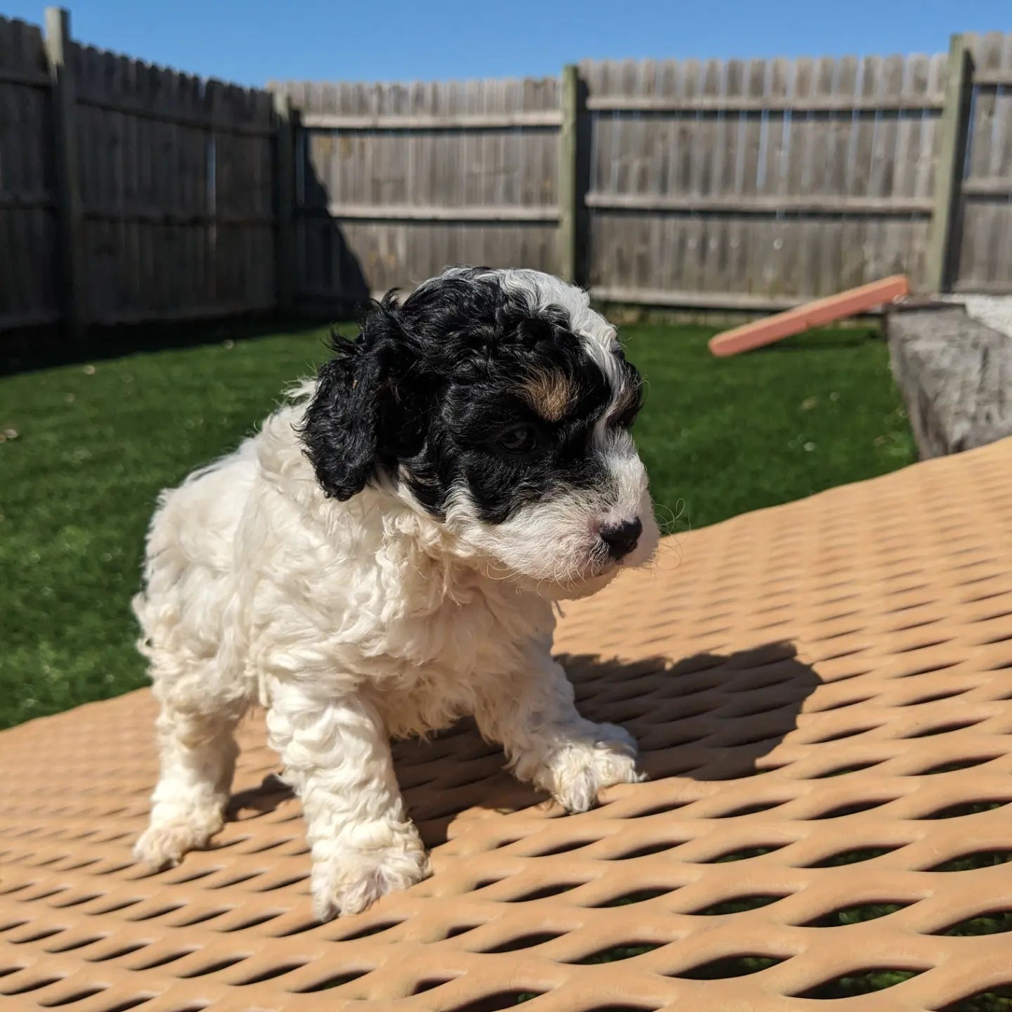 F1B COCKAPOOS (03/12) MALE – My Pup Runneth Over