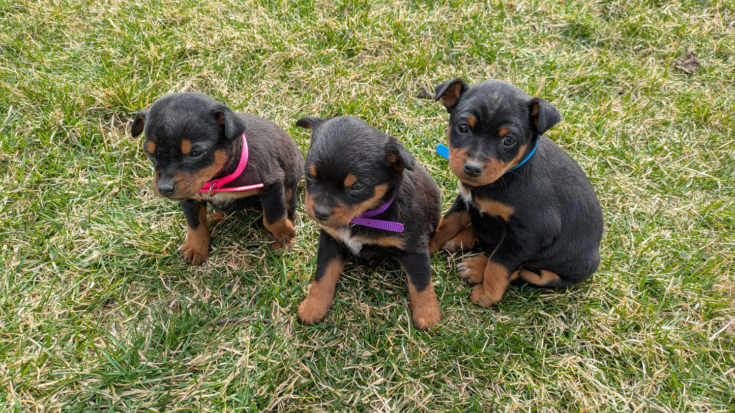 MINI PINSCHER (02/13) FEMALE