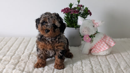 MINI POODLE (MAR 11) MALE