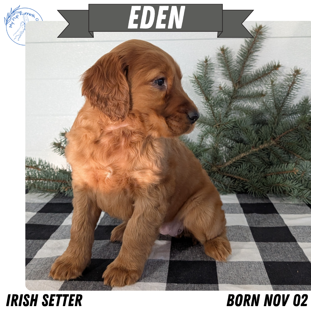 IRISH SETTER (NOV 02) FEMALE