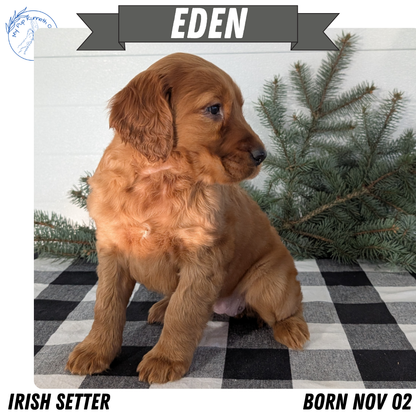 IRISH SETTER (NOV 02) FEMALE